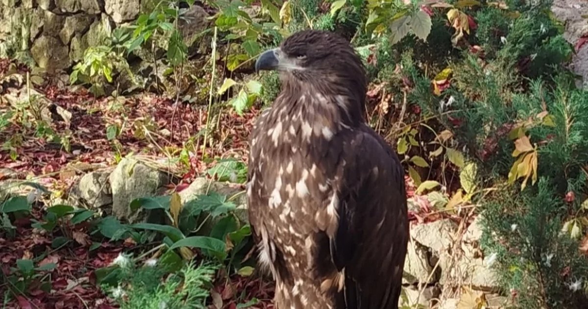 Афиша «Бёрдвотчинг+ФОТО в парке Сокольники»