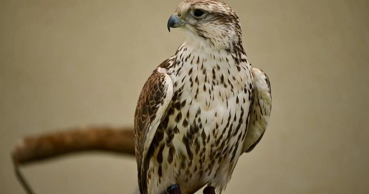 Афиша «Birdwatching for kids»