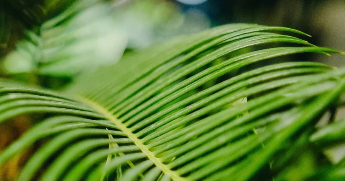 Афиша «BOTANICAL EXPO»
