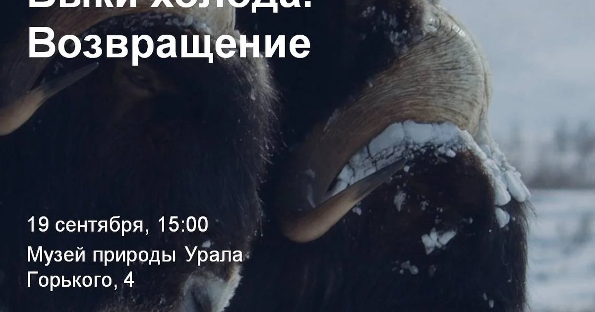 Афиша «Быки холода. Возвращение»