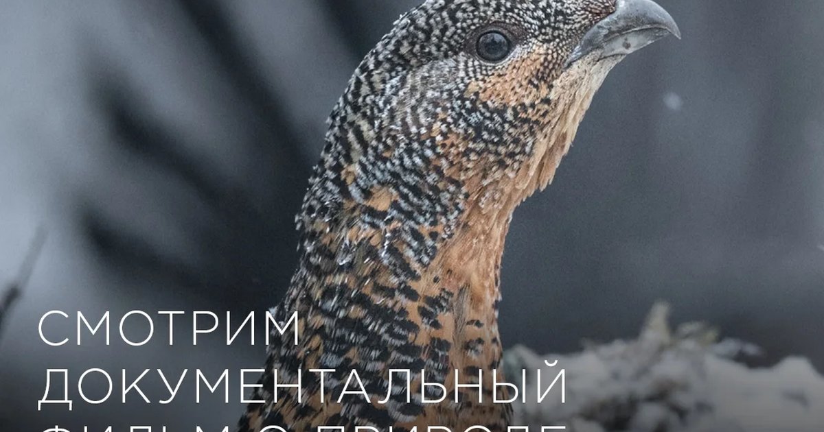 Афиша «Документальный фильм «Легенды леса»»