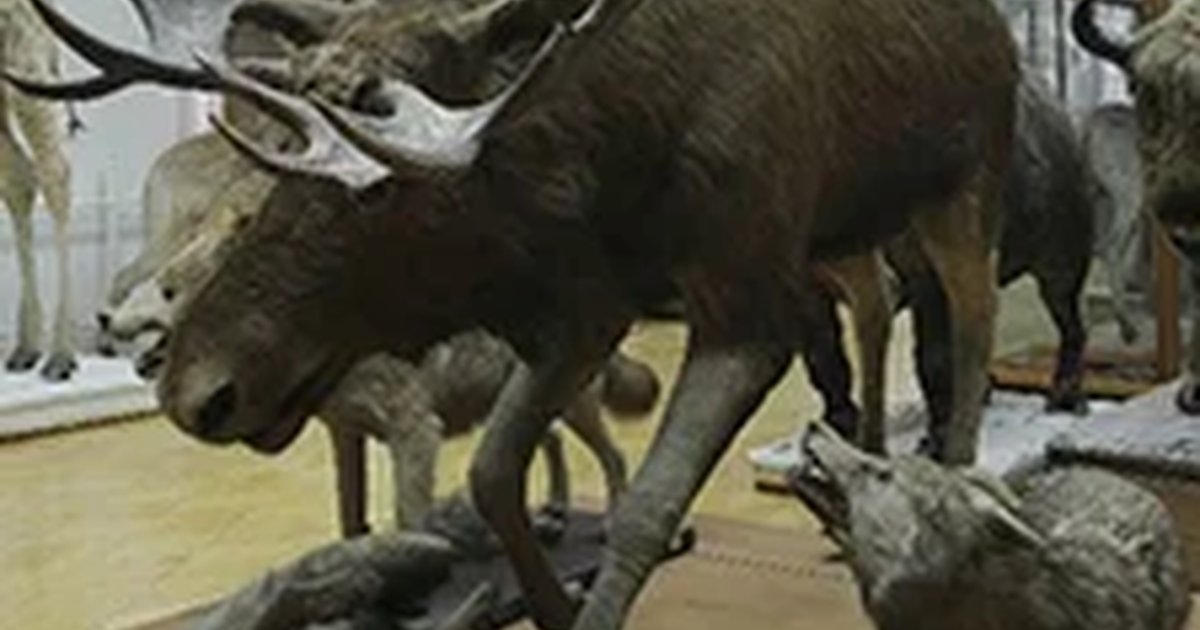 Афиша «Экспозиция зоологического музея и гербария им. Э.А.Эверсмана»