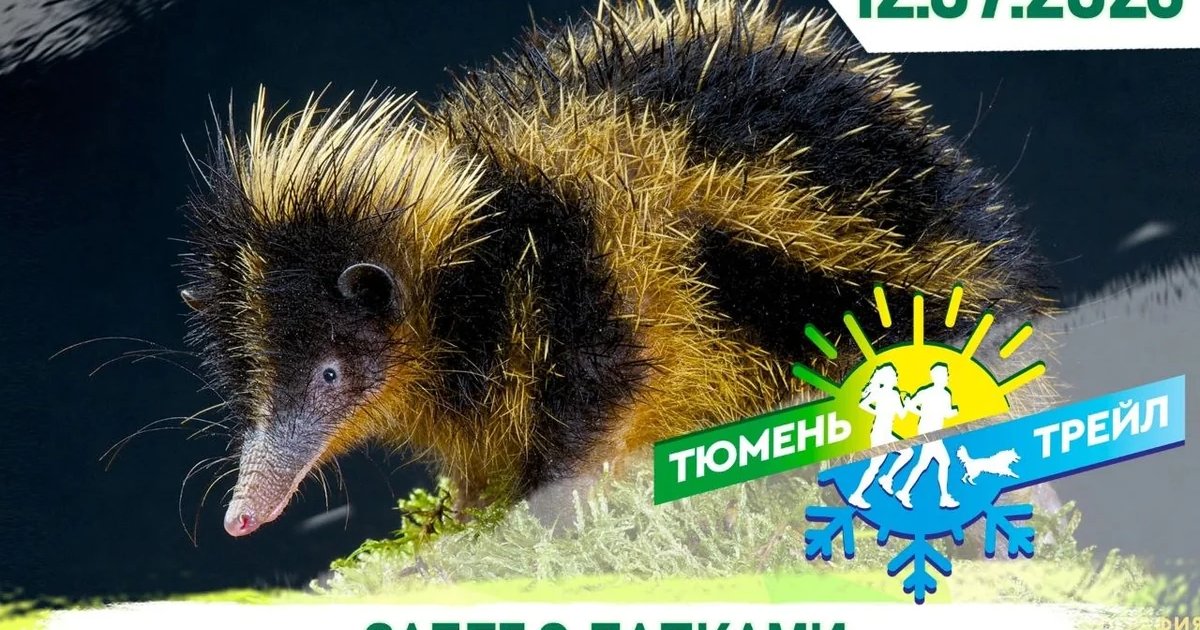 К5 Забег с лапками