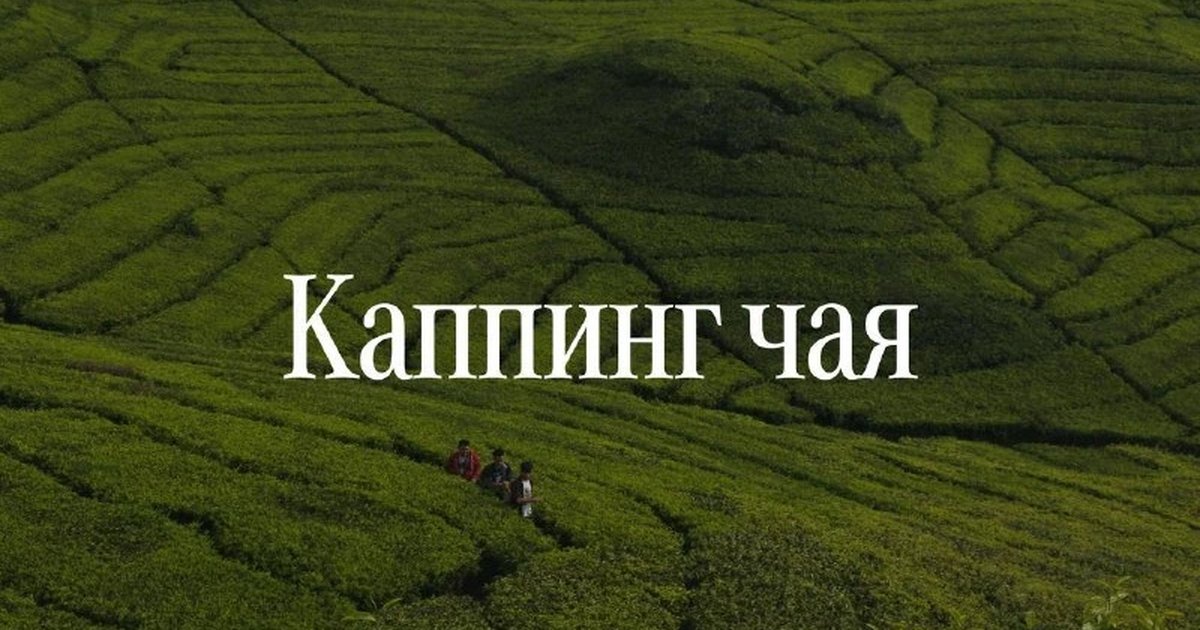 Афиша «Каппинг чая»