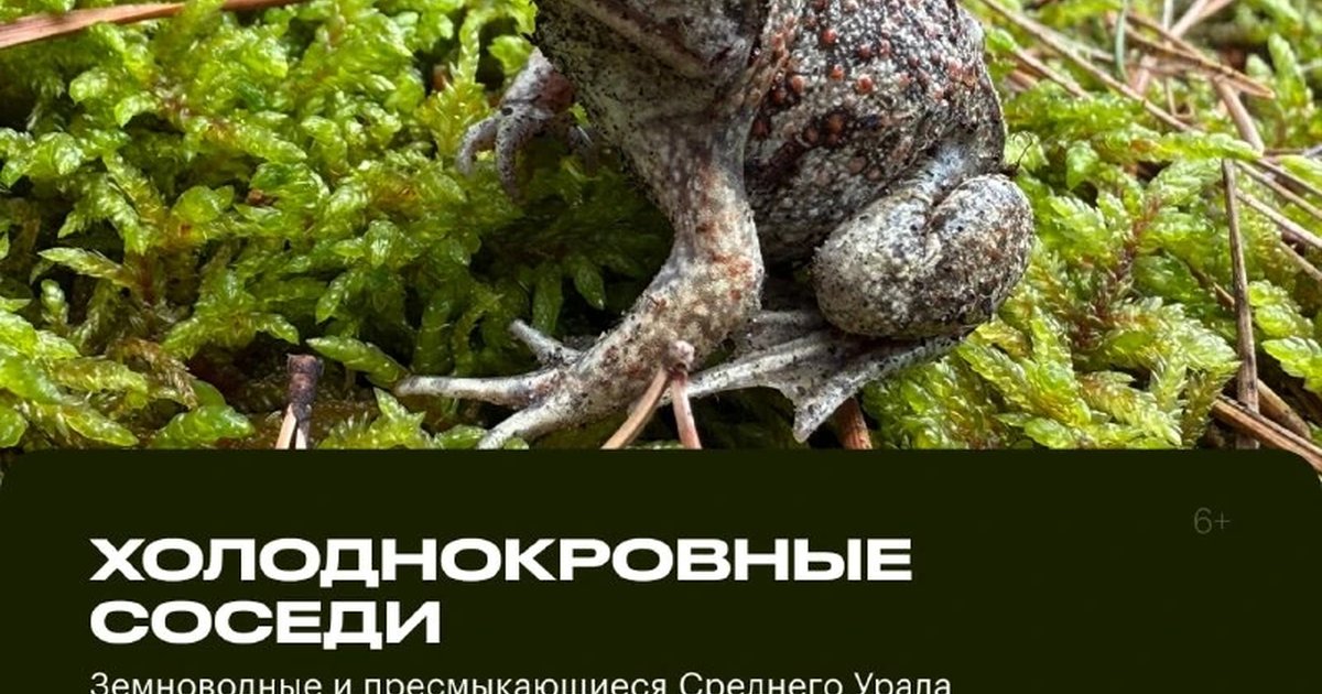 Афиша «Холоднокровные соседи: земноводные и пресмыкающиеся Среднего Урала»