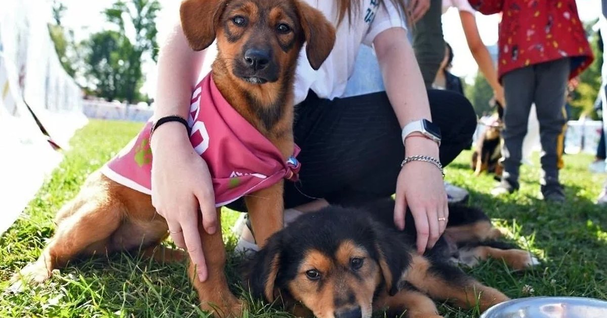Афиша «LIMKORM pet fest «Голос питомца»»