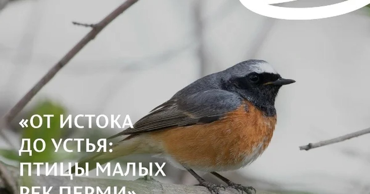 Афиша «От истока до устья: птицы малых рек Перми»