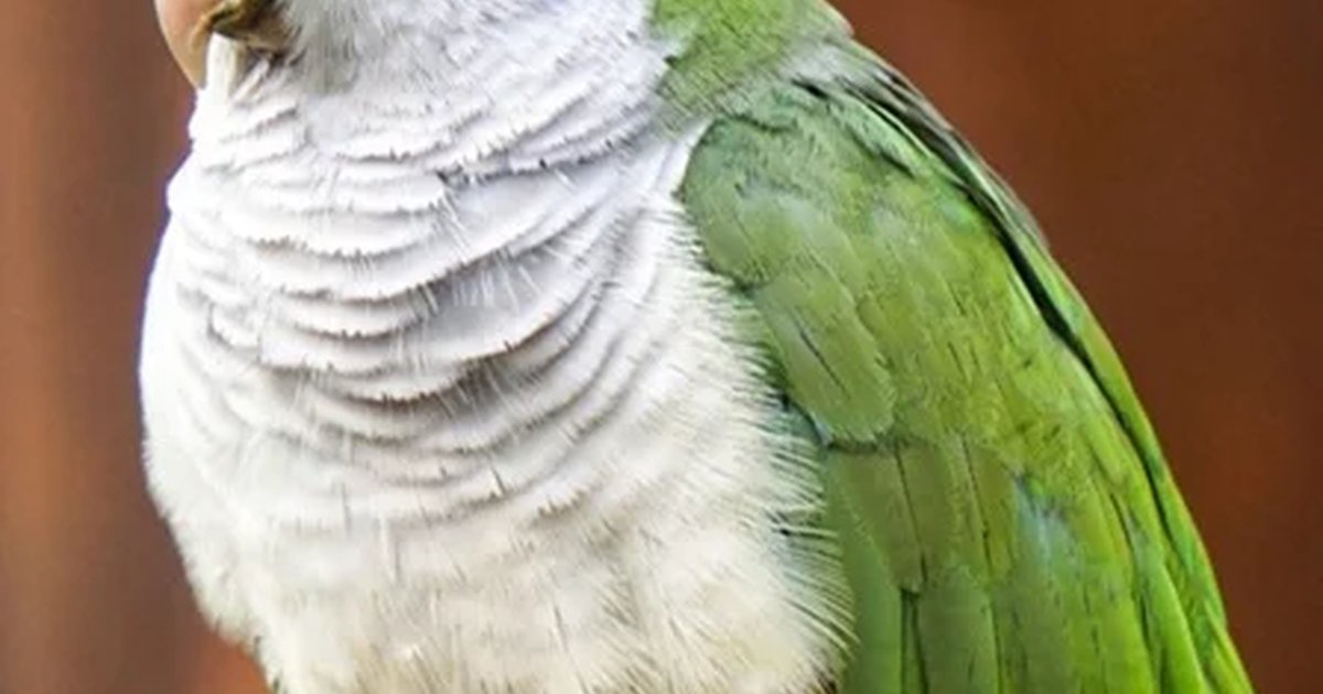 Афиша «Попугариум»