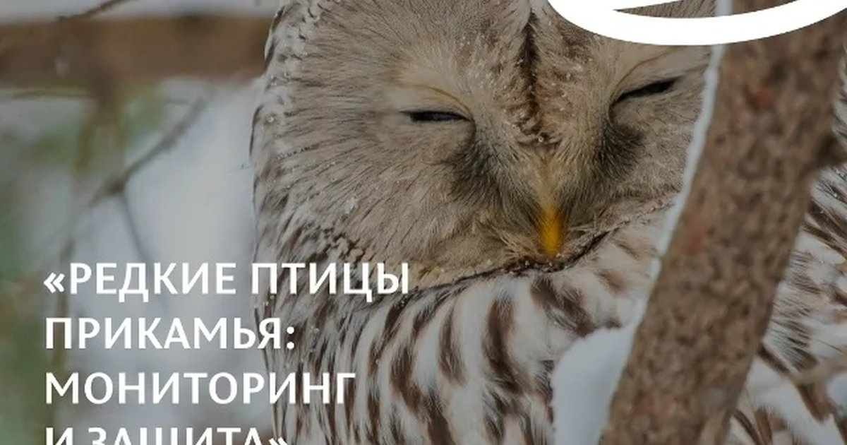 Афиша «Редкие птицы Прикамья: мониторинг и защита»