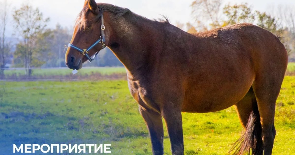 Школа гужевой культуры: стань коневодителем