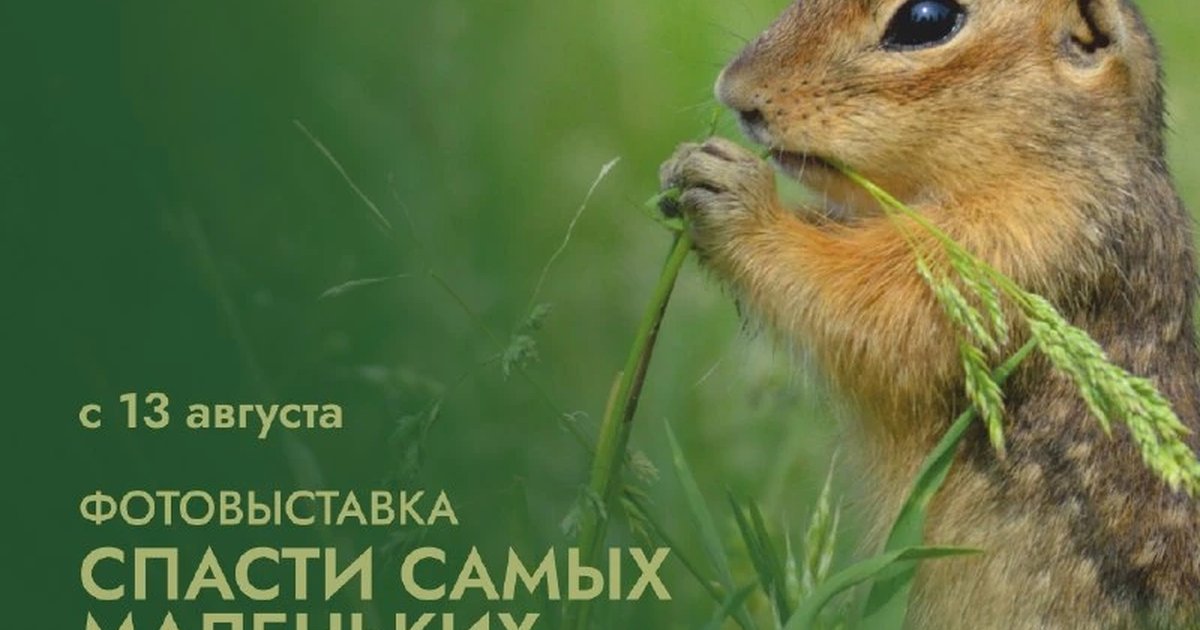 Афиша «Спасти самых маленьких. Крапчатый суслик»