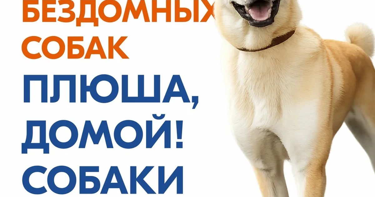 Афиша «Выставка бездомных собак «Плюша, домой!»»