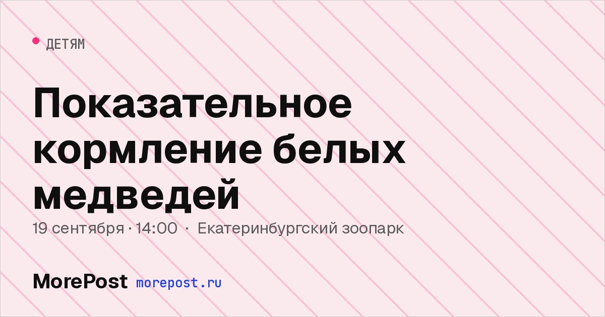 Афиша «Показательное кормление белых медведей»