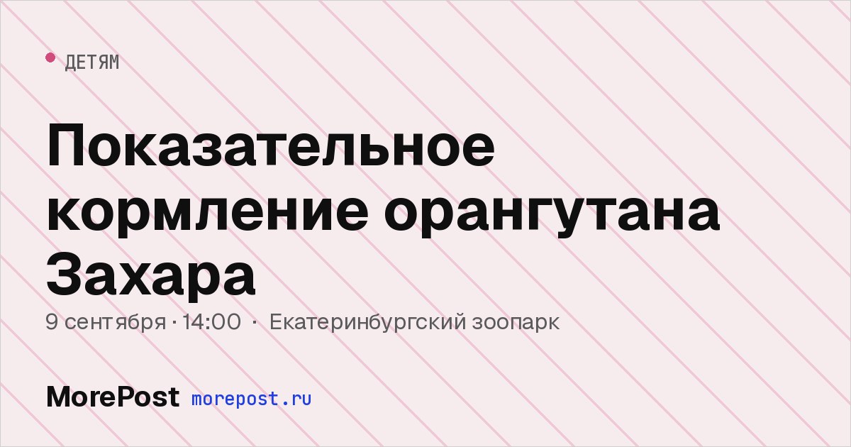 Афиша «Показательное кормление орангутана Захара»