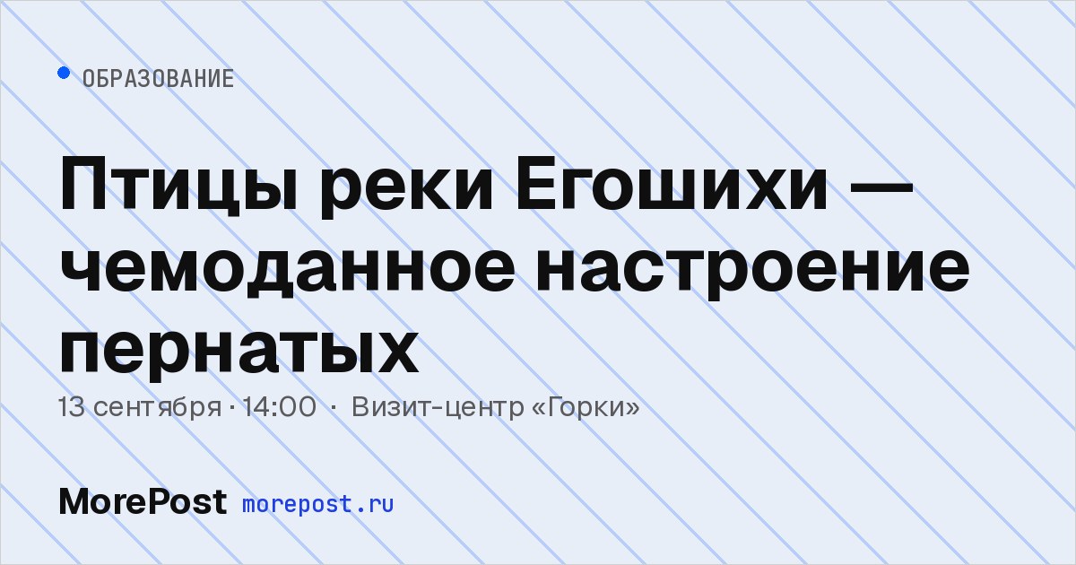 Афиша «Птицы реки Егошихи — чемоданное настроение пернатых»