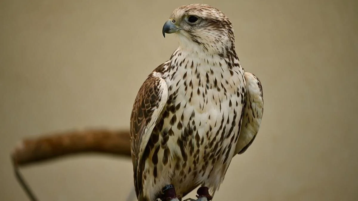 Афиша «Birdwatching for kids»