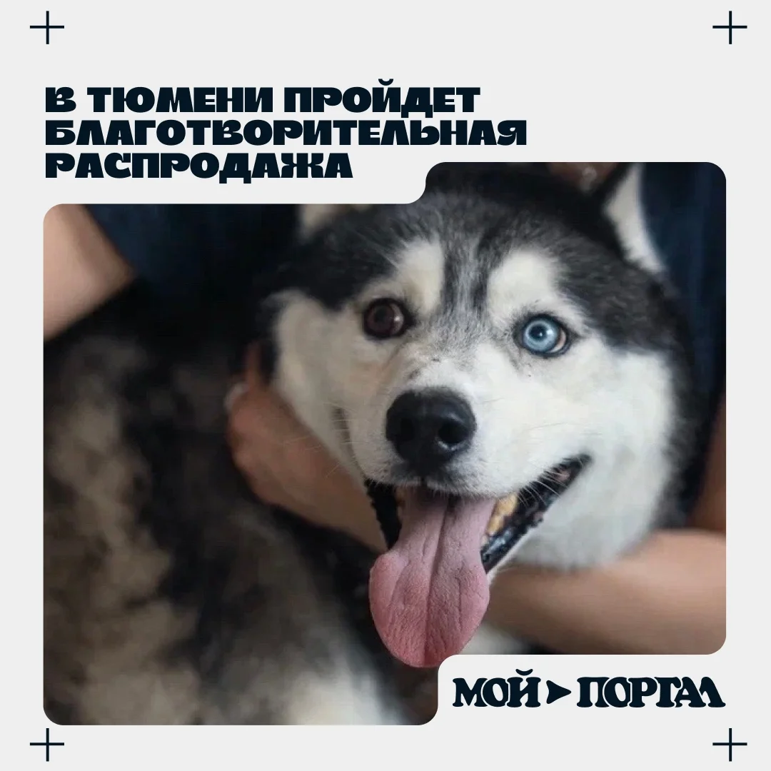 Афиша «Благотворительная распродажа в поддержку «КОТиПЕС 72»»