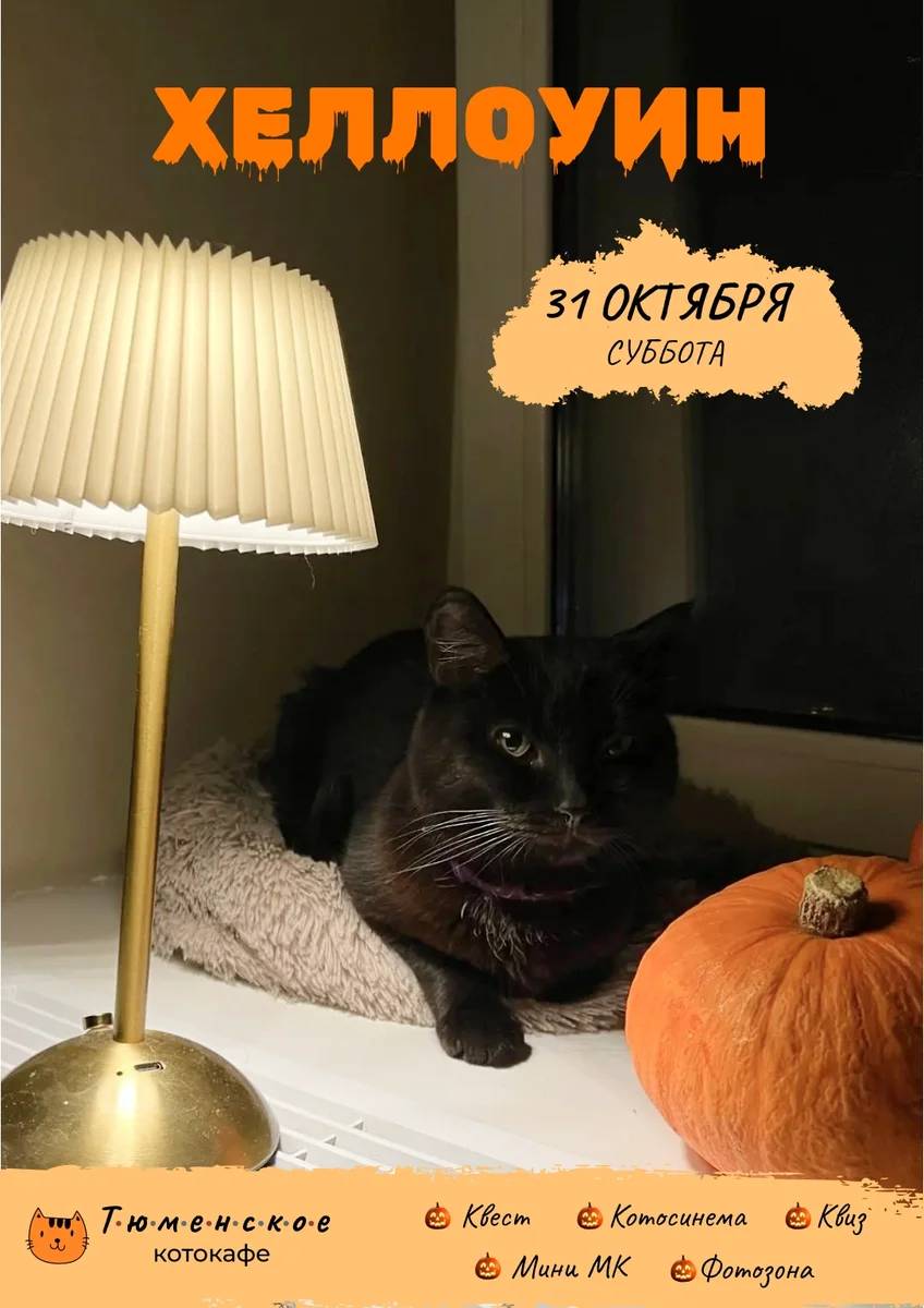 Афиша «Котосинема «Кошачий глаз»»