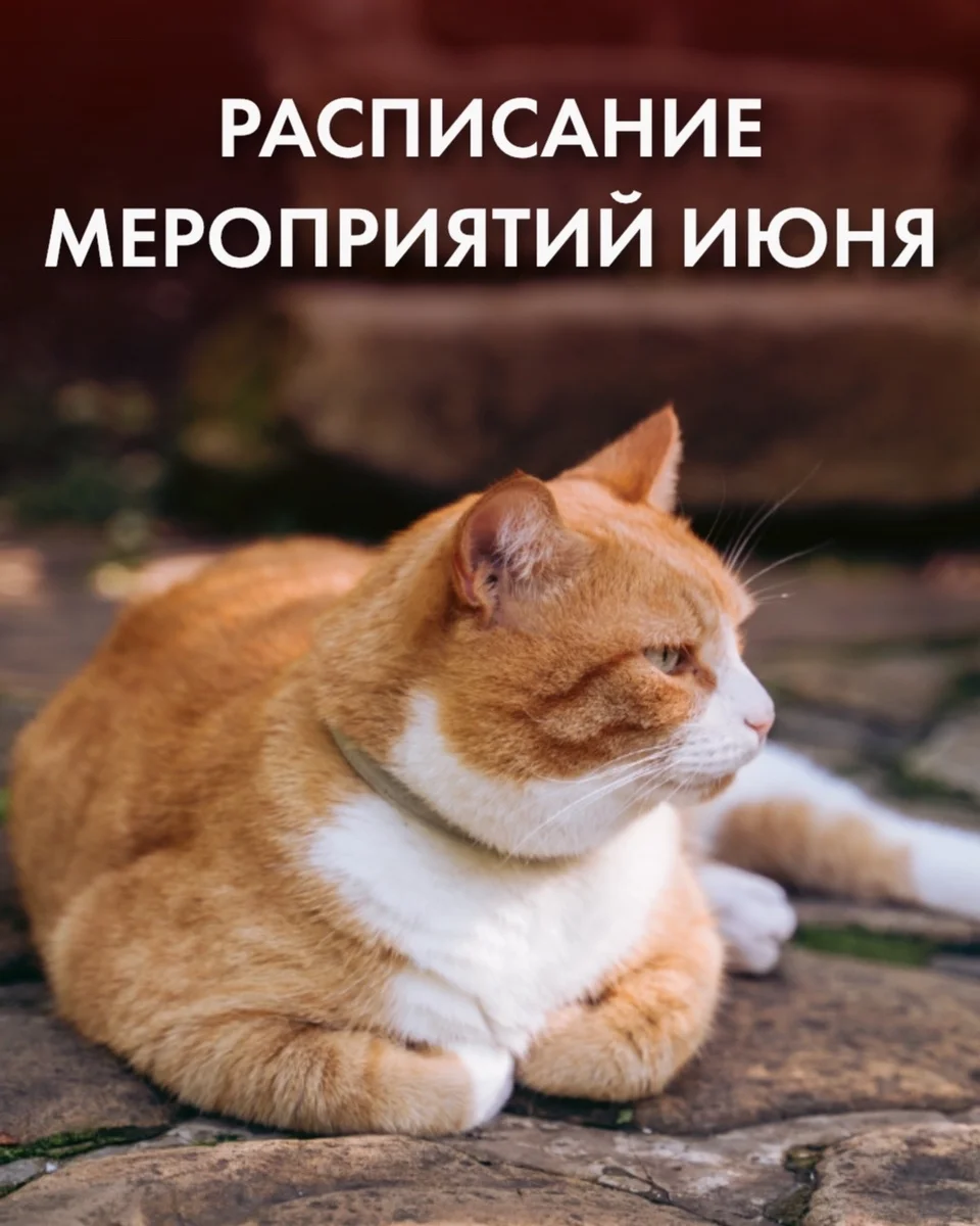 Афиша «Мастер-класс по японской живописи СУМИ-Э»